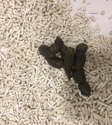 猫 拉稀 不吃东西