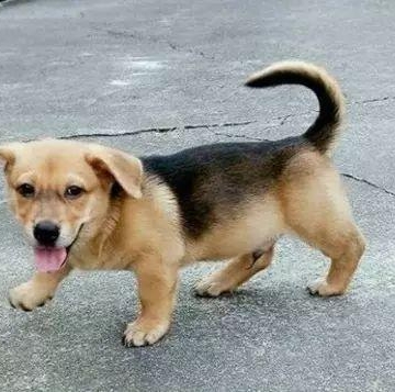 怎么训练土狗站立