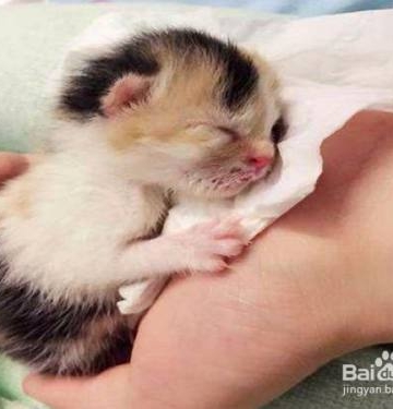 一个月大小猫不吃东西怎么办