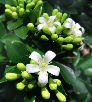 秋香花的栽培