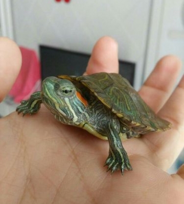 红耳乌龟一直不吃东西怎么办