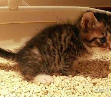 猫咪一直拉稀不吃东西