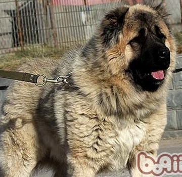 训练高加索犬