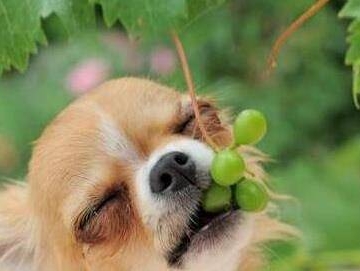 狗脑震荡不要吃东西