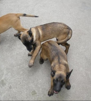 怎么训练马犬叫的口令