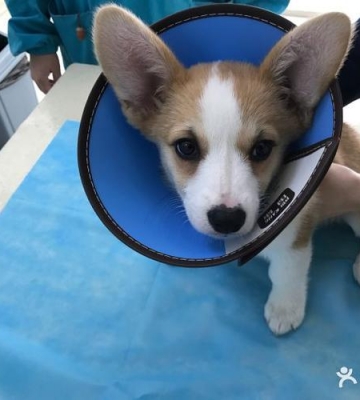 武汉狗狗东西宠物医院
