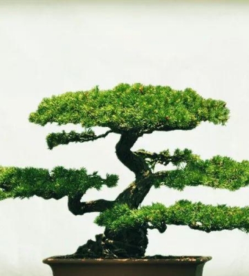 盆景的栽培