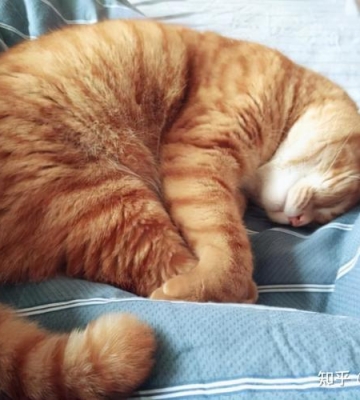 如何训练猫猫睡觉时间