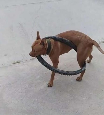 如何训练比特犬咬轮胎