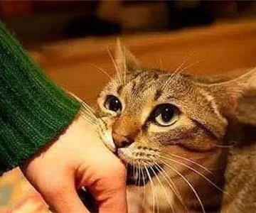 小猫乱咬东西 并抓主人