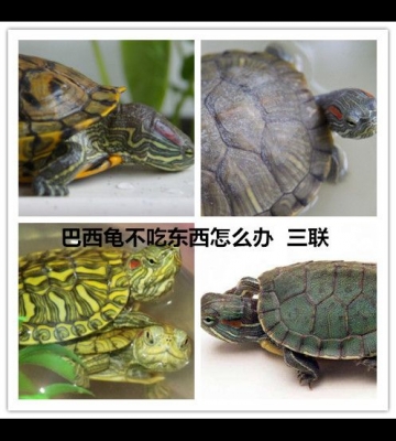 乌龟就不吃东西怎么办