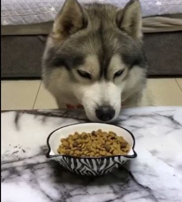 哈士奇只吃狗粮不吃其他东西怎么办