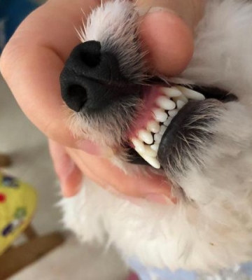 比熊喜欢咬东西怎么办