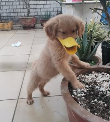 狗突然乱咬东西