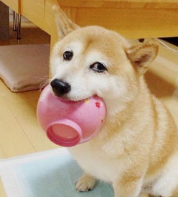 狗狗学东西