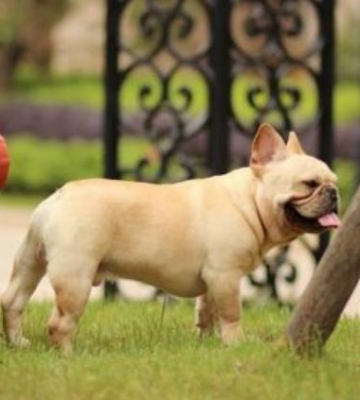 法狗斗牛犬的训练方法