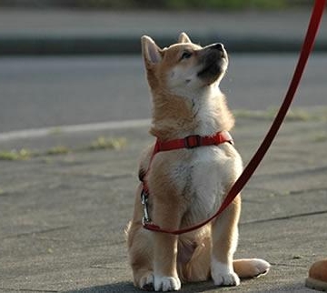 如何正确的训练柴犬