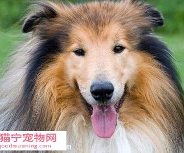 牧羊犬生病不吃东西怎么办