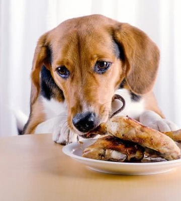 狗狗卡住但也能吃东西怎么办