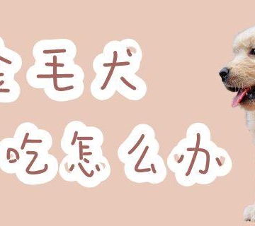 5个月金毛不爱吃东西怎么办