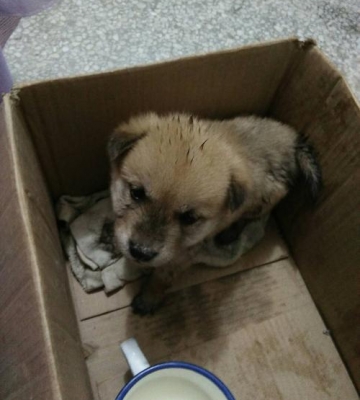市场上两个月半的狗狗不吃东西