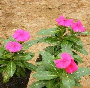 木本花卉栽培要点