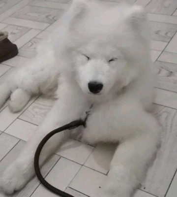 萨摩耶在家乱咬东西