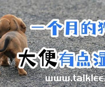 狗狗到新家不吃东西大便偏软