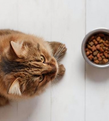 猫咪不爱动了不吃东西