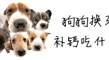 小狗缺钙吃哪些东西补