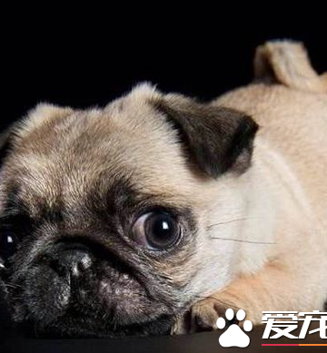 巴哥狗呕吐不吃东西了