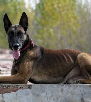 马犬幼犬恋主性训练