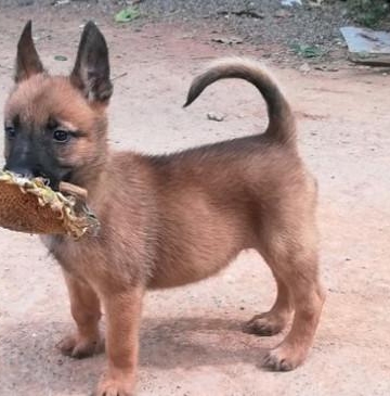 小马犬呕吐不吃东西怎么办