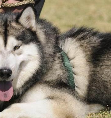 阿拉斯加犬怎么老是咬东西