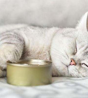 猫咪无力不吃东西