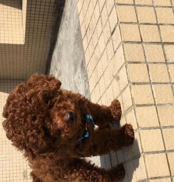 三个月贵宾犬不吃东西