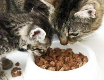 小猫新环境不吃东西
