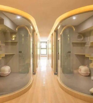 宠物店 训练猫