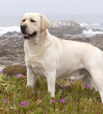 怎么样训练拉布拉多犬