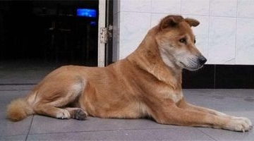 如何训练土狗嗅觉