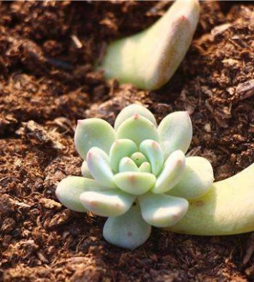 多肉植物插叶注意事项