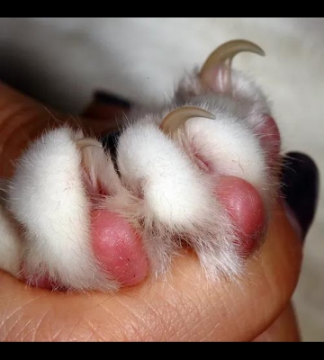 猫咪磨爪子的东西