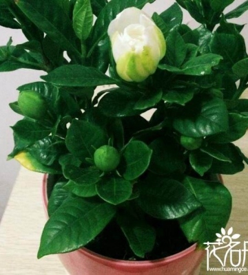 栀子花室内养殖方法