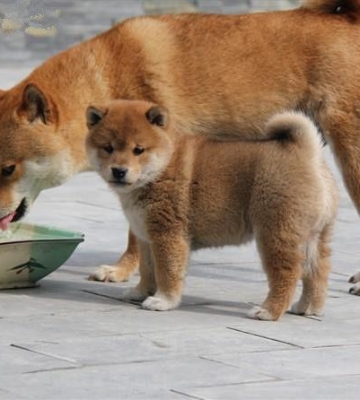 日本柴犬怎么训练