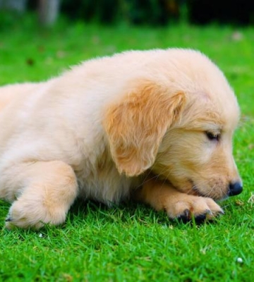 金毛幼犬吃东西要注意什么