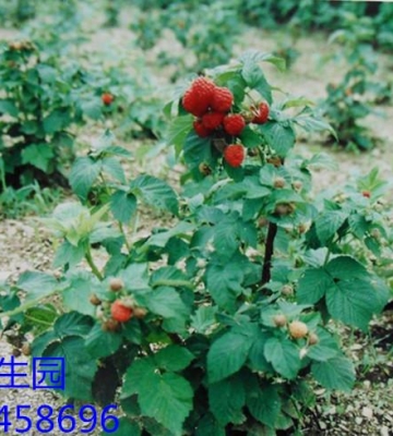 复盆子栽培