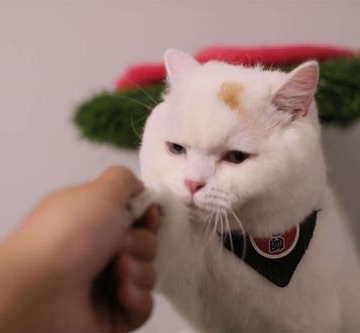 怎样训练猫咪碰脑袋