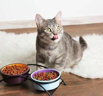 捡的猫咪不吃东西怎么办