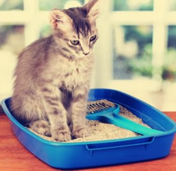 猫不吃东西还吐拉肚子吃什么药