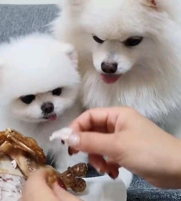 博美犬可以吃的东西怎么办